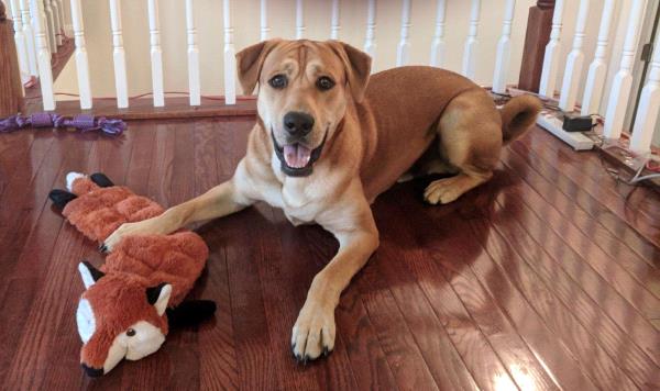 /Images/uploads/Humane Rescue Alliance/HRACalendarPhotoContest/entries/8390thumb.jpg